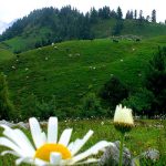 dunga-gali